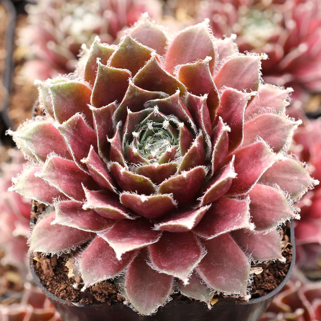Sempervivum 'Precious' - February