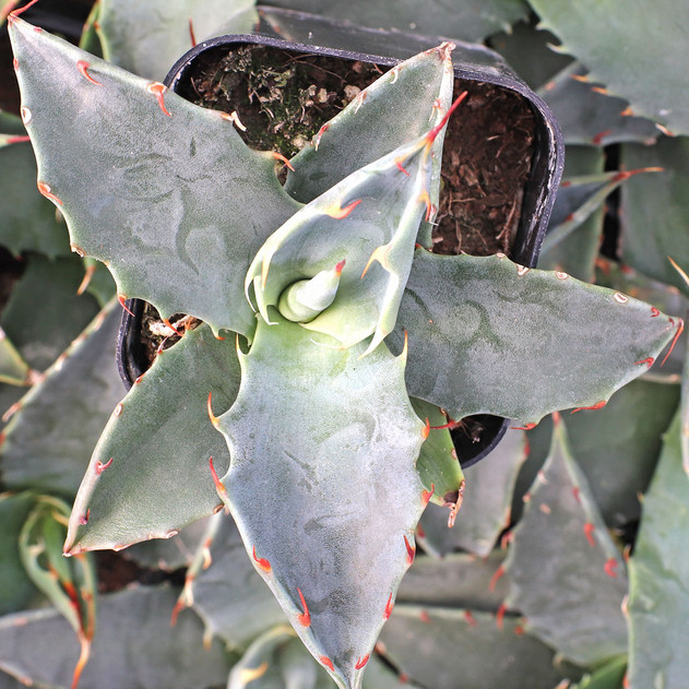 Agave deserti var. simplex