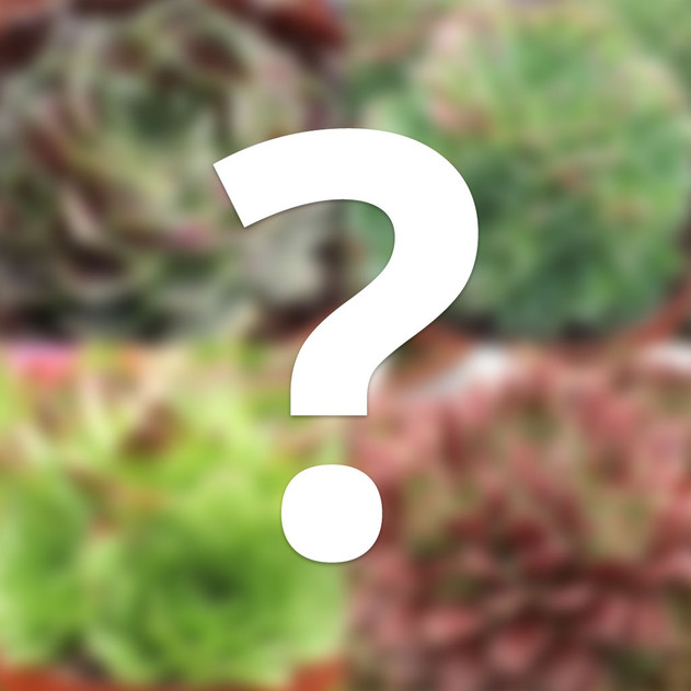 Mystery Sempervivum heuffelii [large]