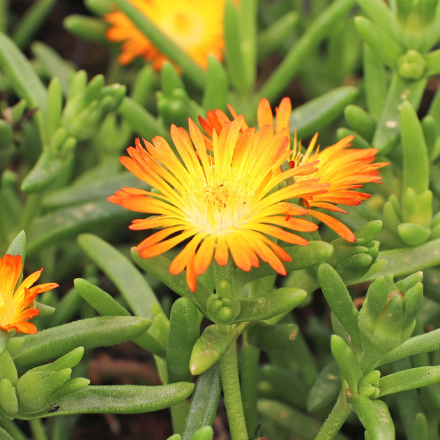 Delosperma Wheels of Wonder™ 'Orange Wonder'