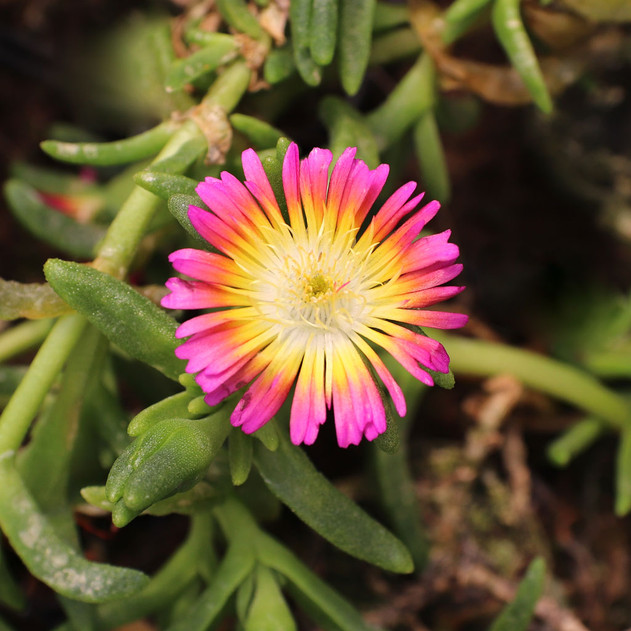 Delosperma Wheels of Wonder™ 'Hot Pink Wonder'
