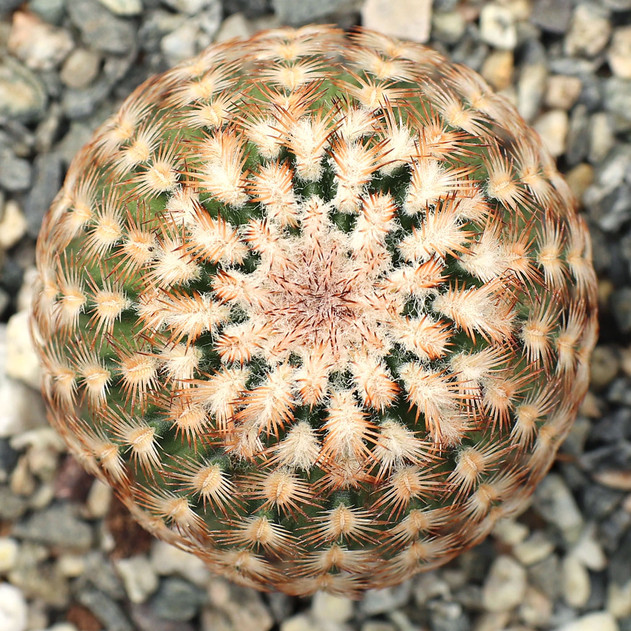 Echinocereus reichenbachii var. minor