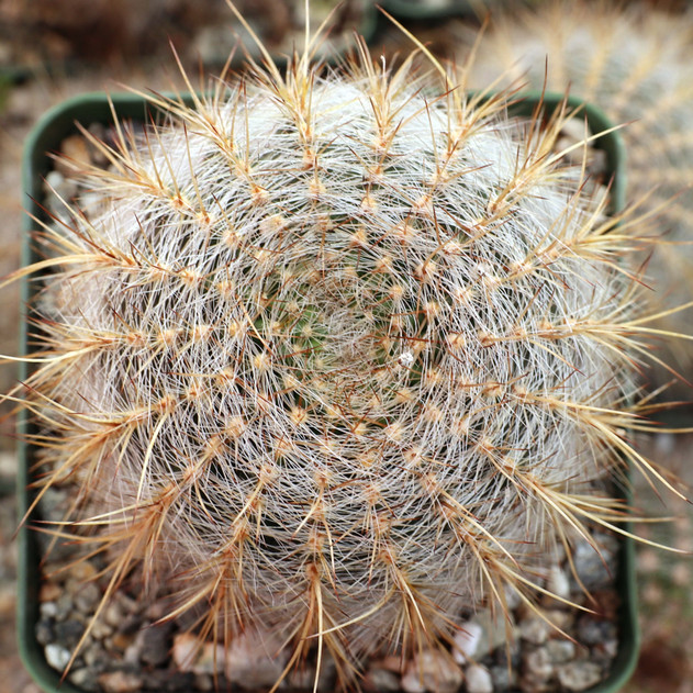 Echinopsis aurea var. leucomalla [large] - January
