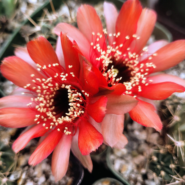 Echinopsis schreiteri (bloom)