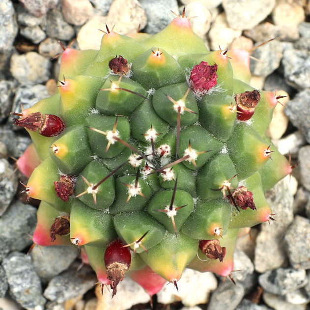 Mammillaria magnimamma var. bucareliensis