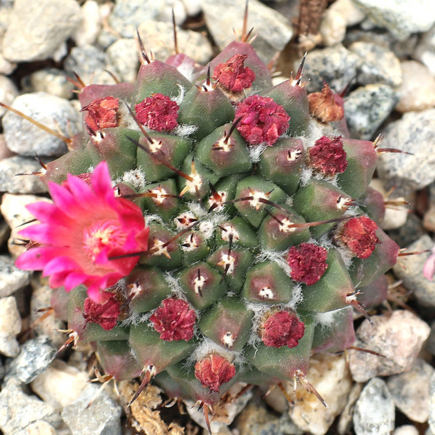 Mammillaria magnimamma var. bucareliensis