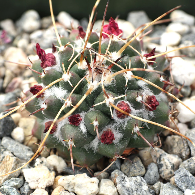 Mammillaria magnimamma var. bucareliensis