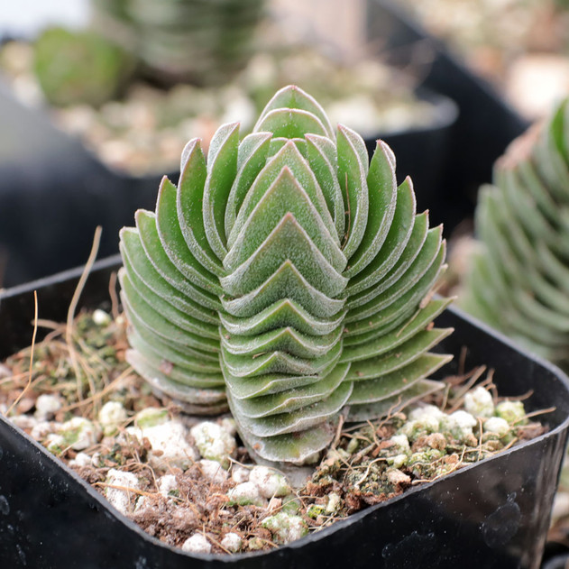 Crassula 'Buddha's Temple'
