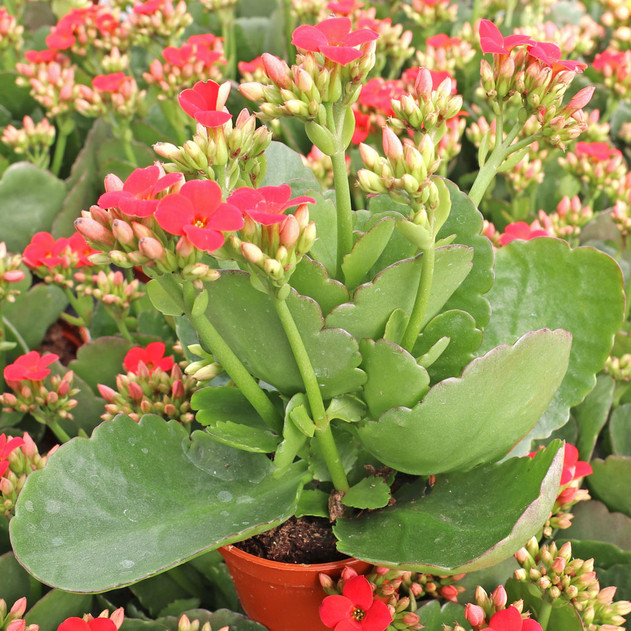 Kalanchoe blossfeldiana [red] | Mountain Crest Gardens™