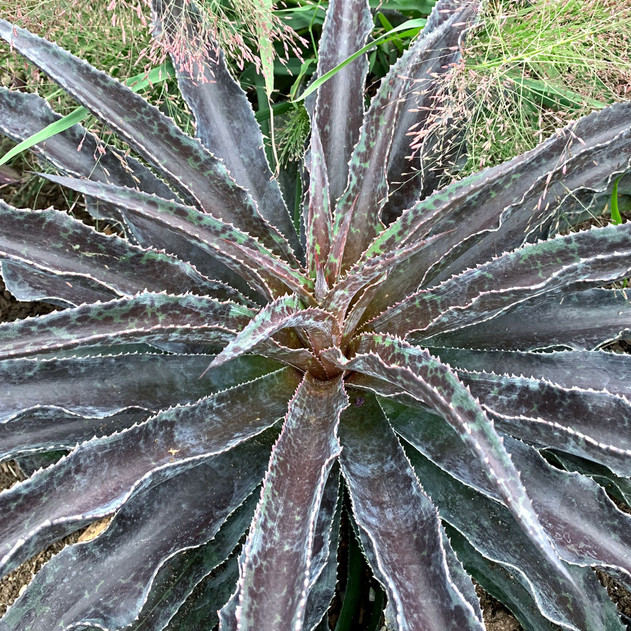 Mangave 'Black Magic'