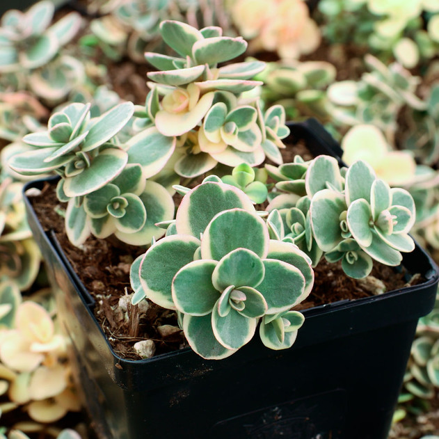 Sedum Sunsparkler® 'Lime Twister' [large] - April