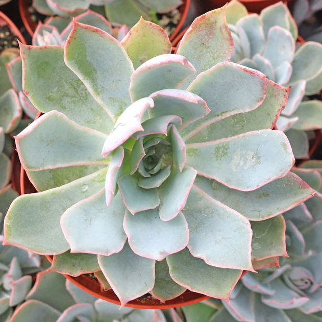 Echeveria 'Blue Heron' [large]