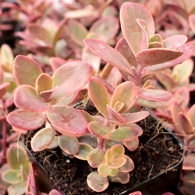 Sedum SUNSPARKLER® 'Wildfire'
