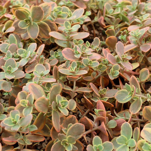 Sedum SUNSPARKLER® 'Wildfire' [large] - April