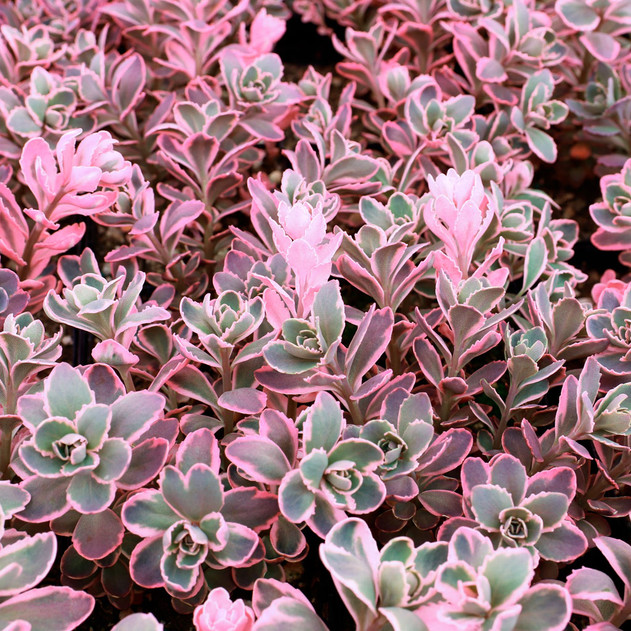 Sedum Sunsparkler® 'Dream Dazzler' [large] - April