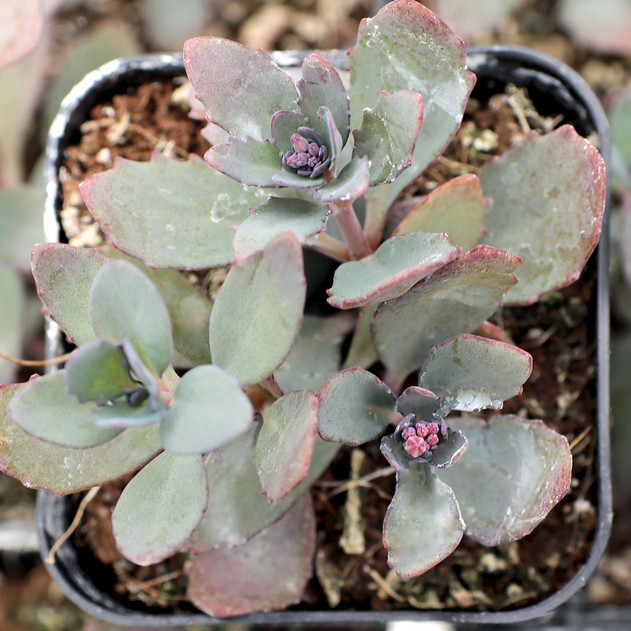 Sedum SUNSPARKLER® 'Plum Dazzled'