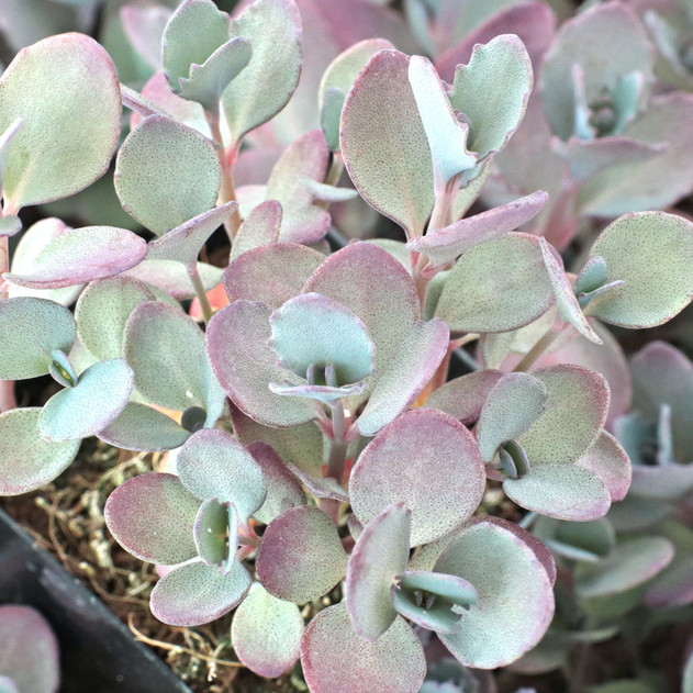 Sedum SUNSPARKLER® 'Plum Dazzled' [large]