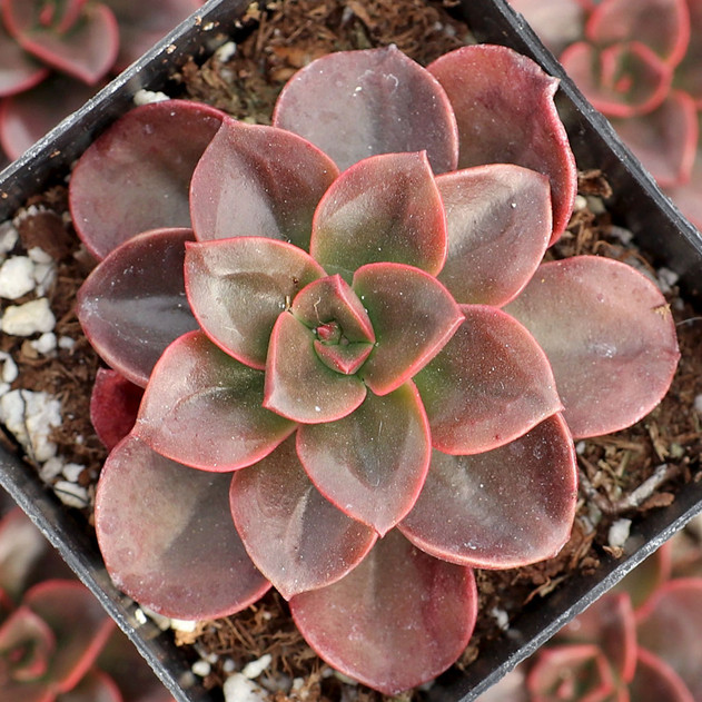 Echeveria 'Melaco'