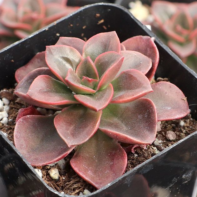 Echeveria 'Melaco'