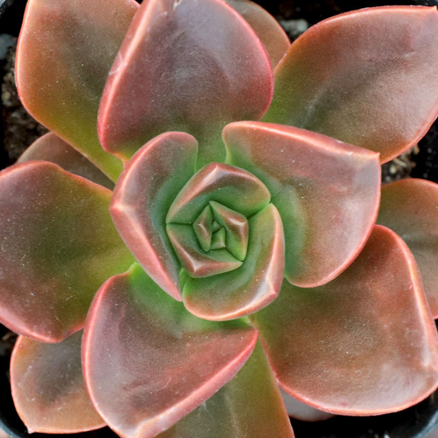 Echeveria 'Melaco'