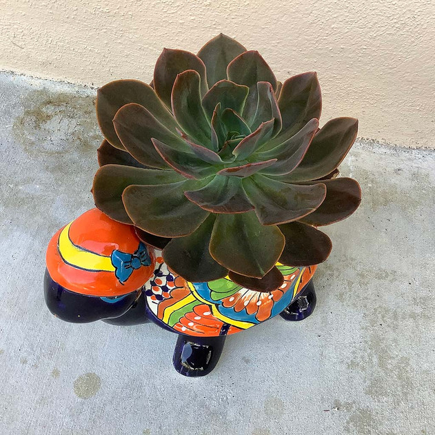 Echeveria 'Melaco' (Customer Photo)