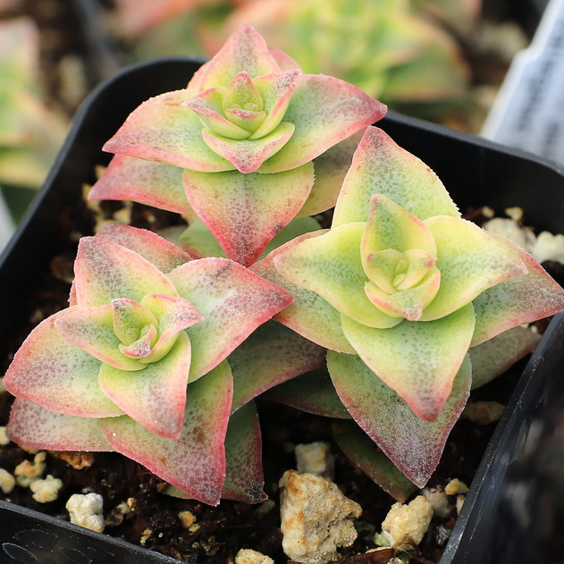 Crassula perforata f. variegata - Variegated String of Buttons