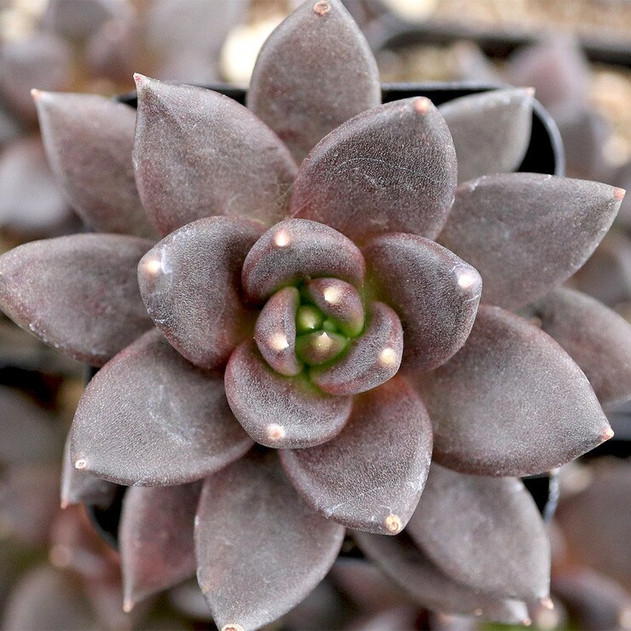Echeveria 'Black Prince'