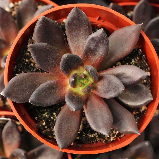 Echeveria 'Black Prince' [large] - September