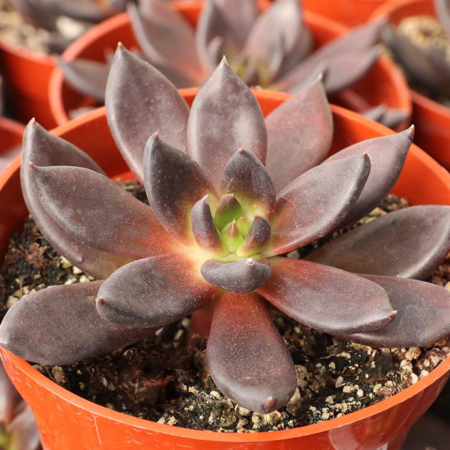 Echeveria 'Black Prince' [large] - September