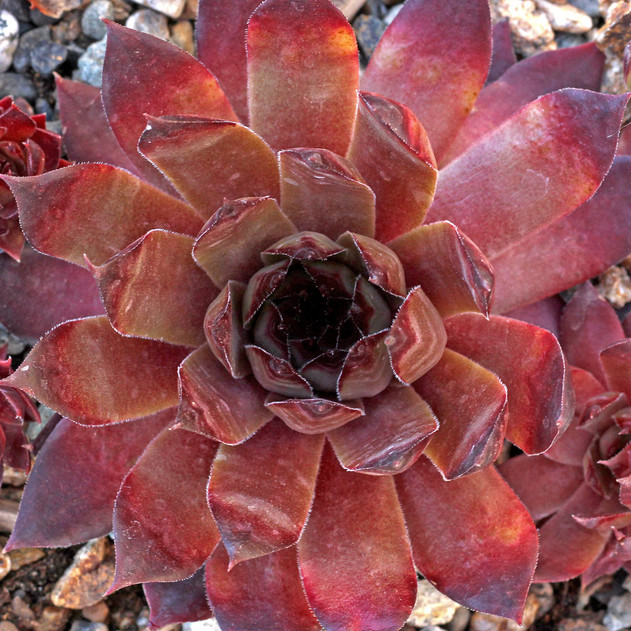 Sempervivum 'Red Rum' (Outdoors) - May