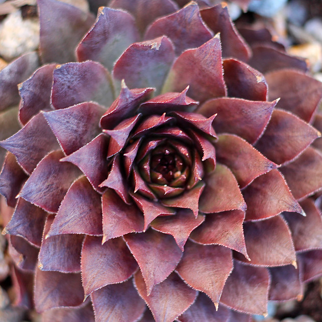 Sempervivum 'Red Rum' (Outdoors) - January