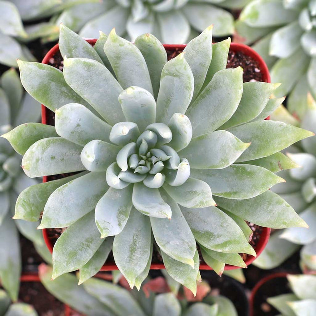 Dudleya caespitosa