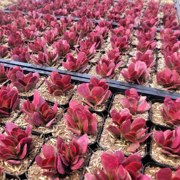 Crassula platyphylla f. variegata - April