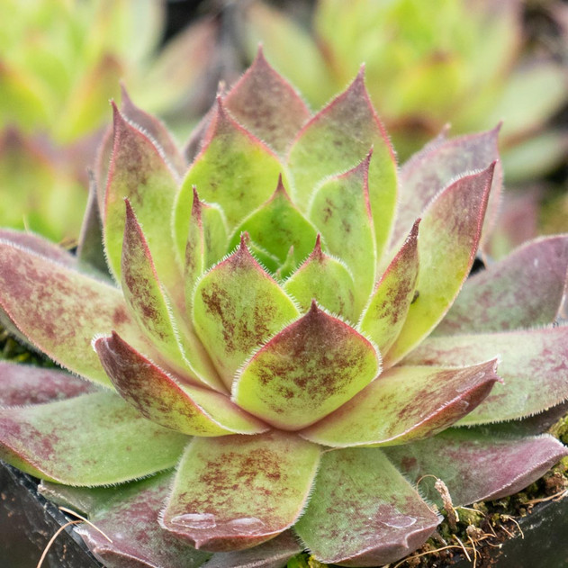 Chick Charms® Cranberry Cocktail™ - February - Alt