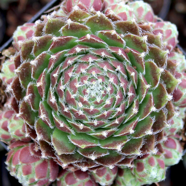 Chick Charms® Cinnamon Starburst™ - May