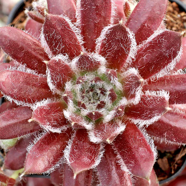 Chick Charms® Cosmic Candy™ - March