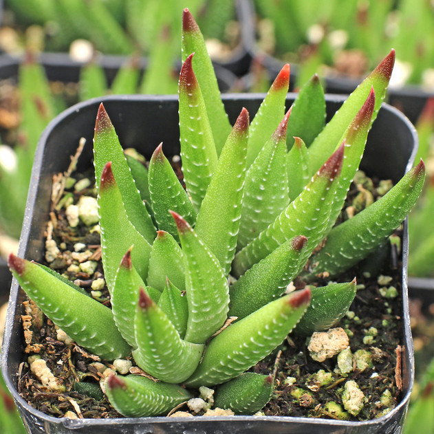 Haworthia greenii var. silvicola (side view)
