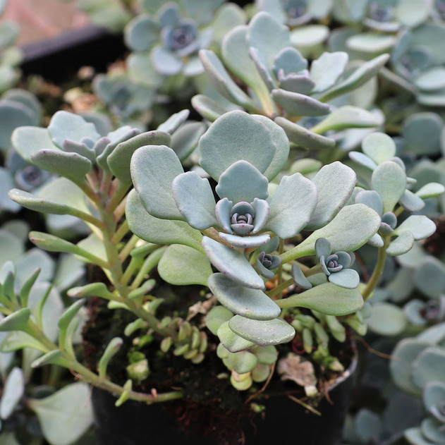 Sedum Sunsparkler® 'Cosmic Comet'