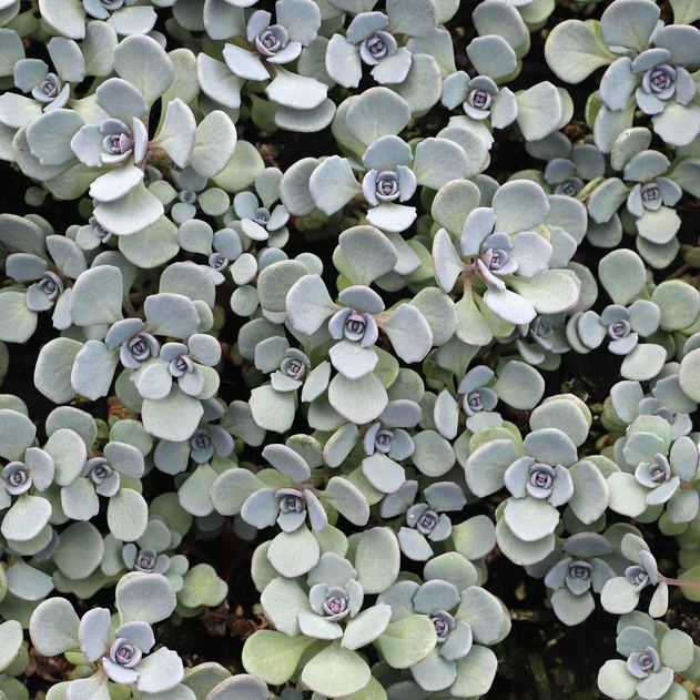 Sedum Sunsparkler® 'Cosmic Comet'