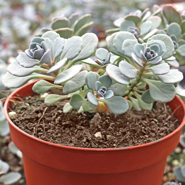 Sedum Sunsparkler® 'Cosmic Comet' - May (side view)