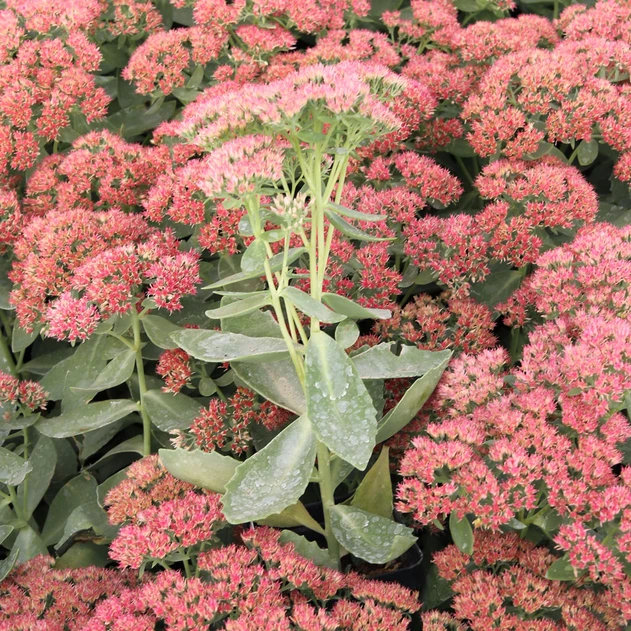 Sedum 'Autumn Fire' - Foliage