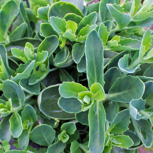 Sedum 'Autumn Fire' - Foliage