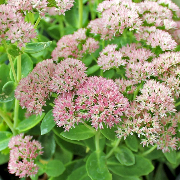 Sedum 'Autumn Fire' - Blooms