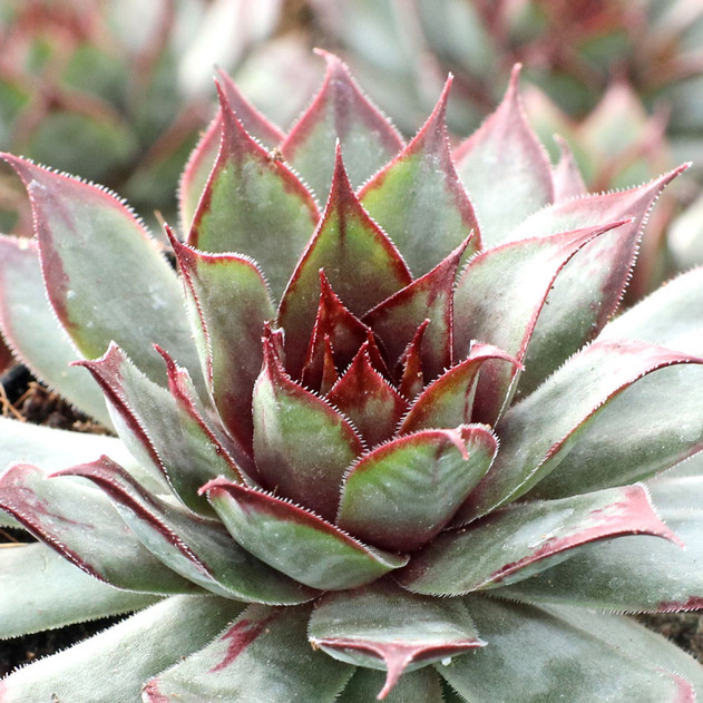 Chick Charms® Autumn Apple™