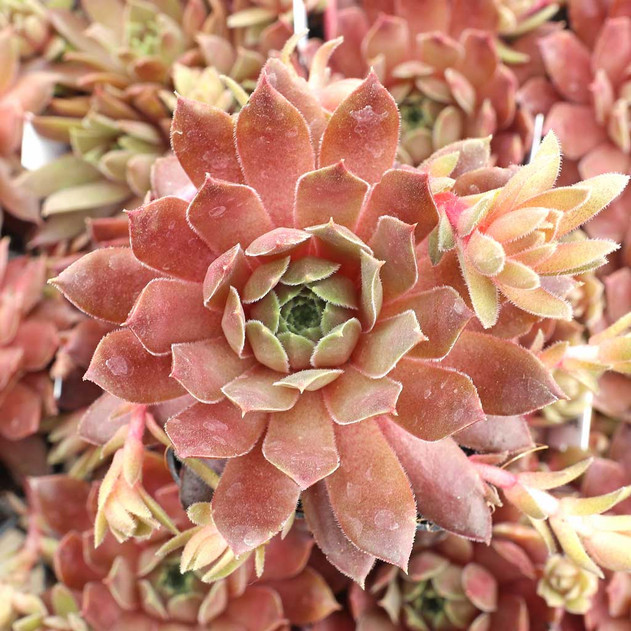 Sempervivum 'Faramir' - May