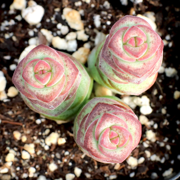 Crassula 'Baby's Necklace' (November)