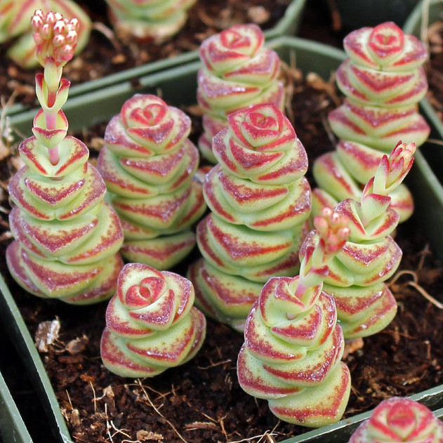 Crassula 'Baby's Necklace'