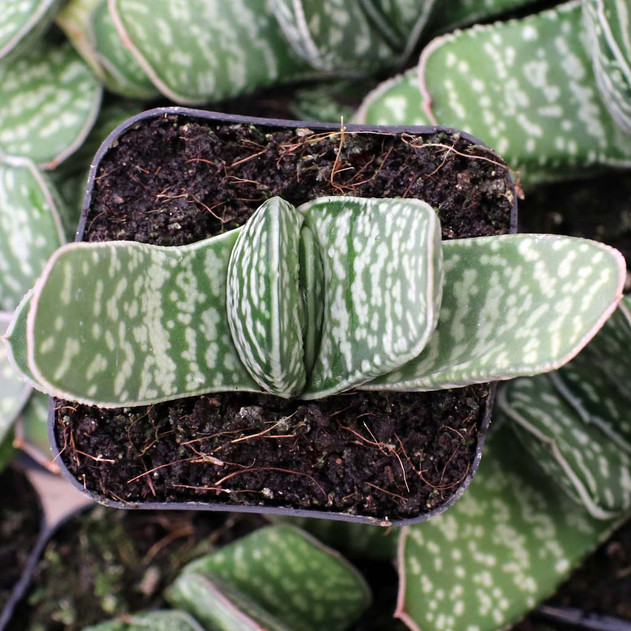 Gasteria pillansii ssp. pillansii