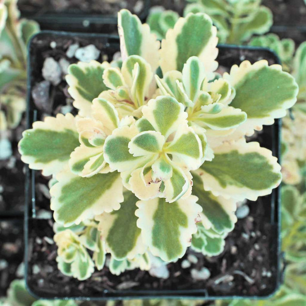 Sedum takesimense AtlantisÃ‚Â® 'Nonsitnal' [large] | MCG™