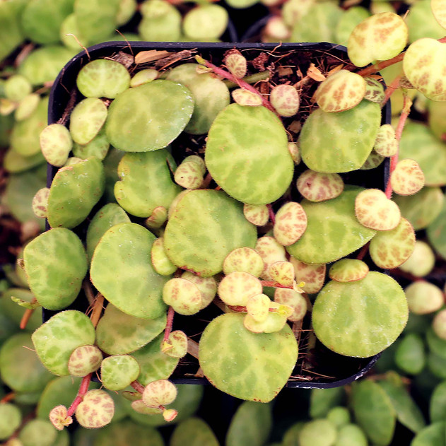 String of Turtles (Peperomia prostrata) 11 Peperomia prostrata - String of Turtles